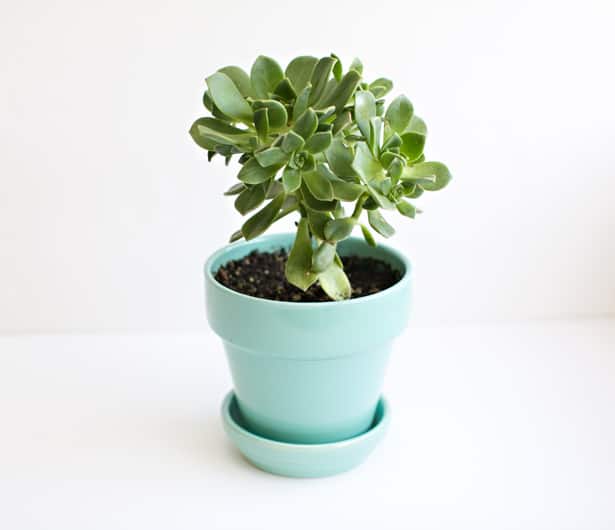 DIY SUCCULENT PLANT MINI TREE HOUSE KIDS CAN MAKE DIY SUCCULENT PLANT MINI TREE HOUSE KIDS CAN MAKE