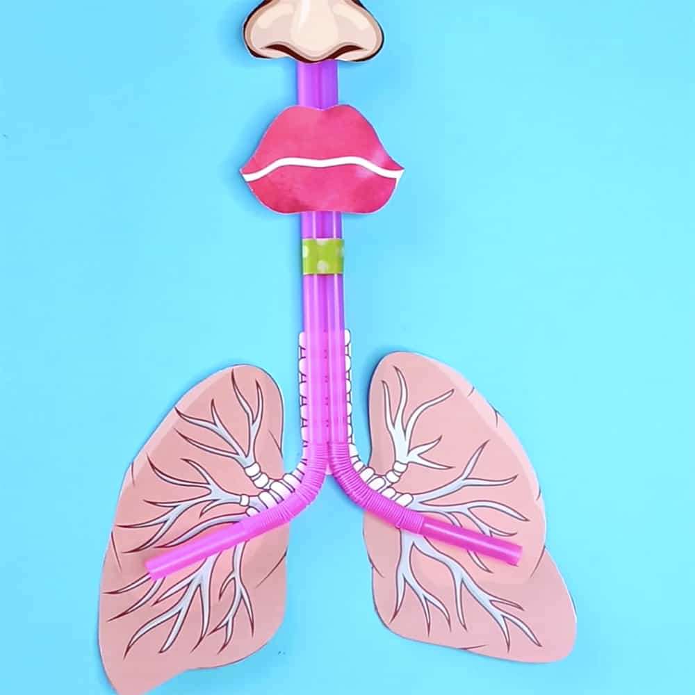 How To Make a Lung Model With Kids Printable Template