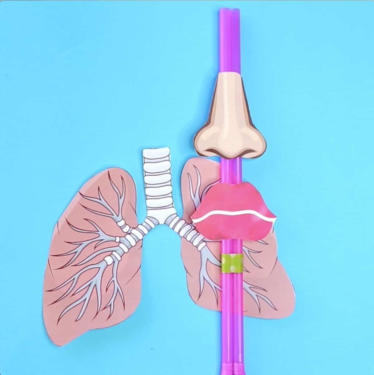 lung model