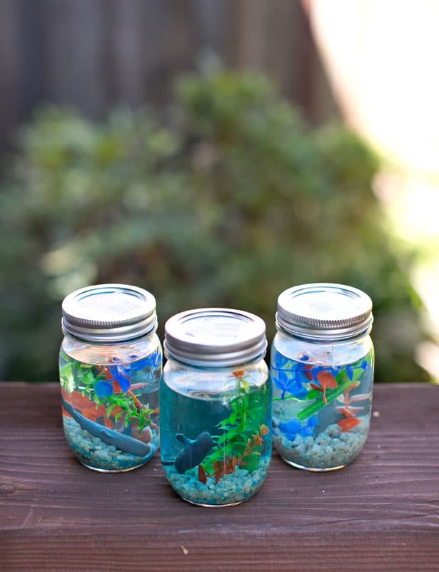 mason jar aquarium