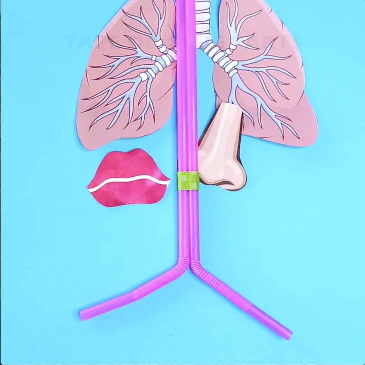 lung model anatomy