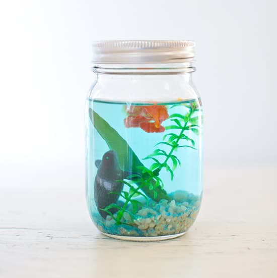 mason jar aquarium