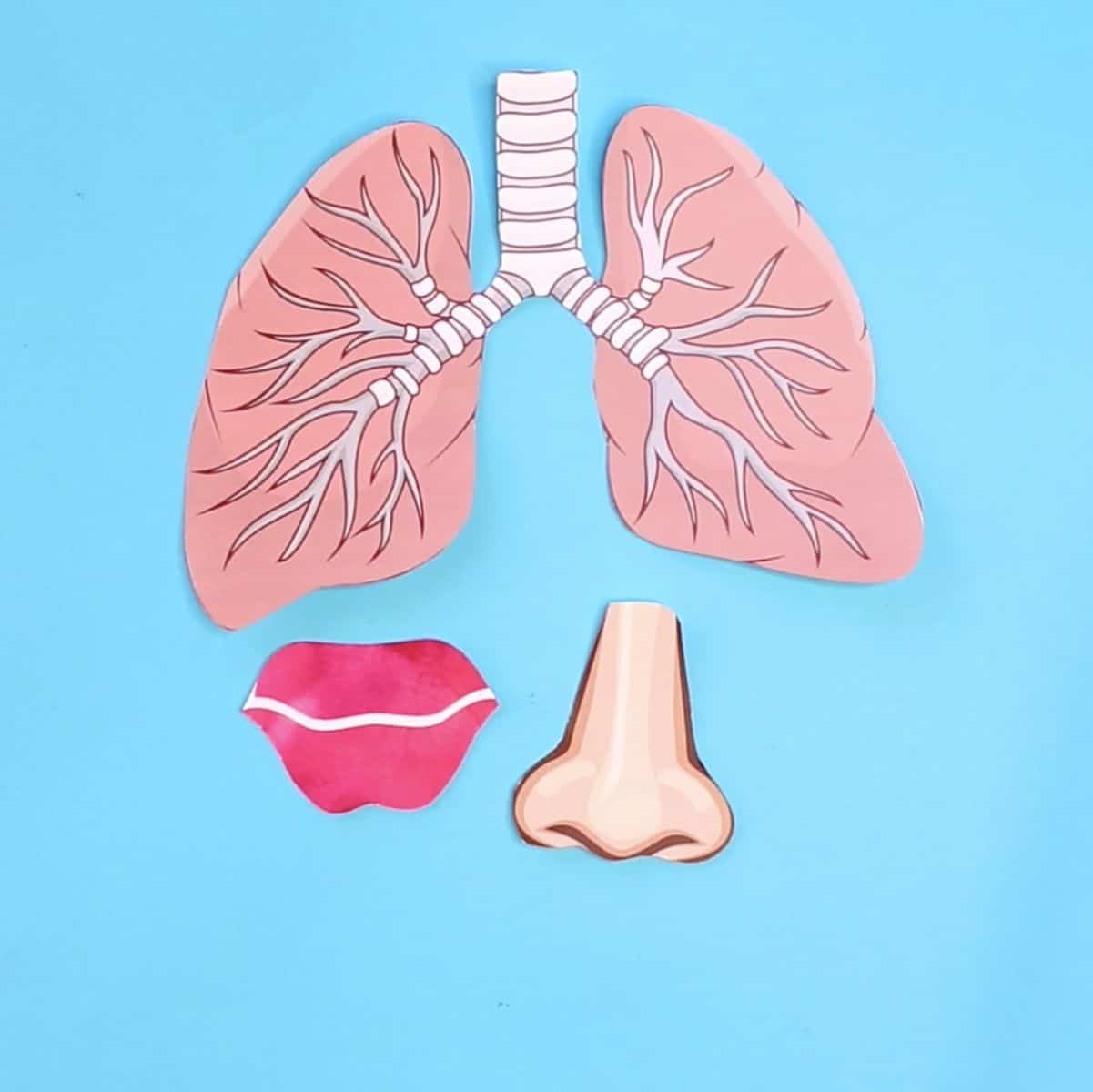 lung model anatomy