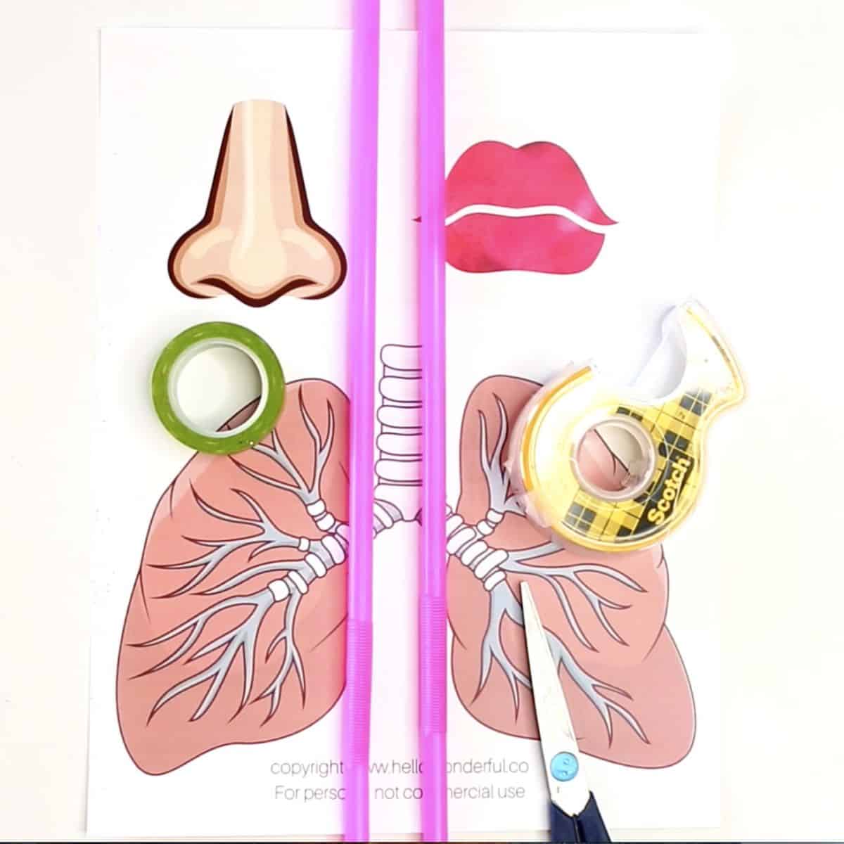 lung model anatomy