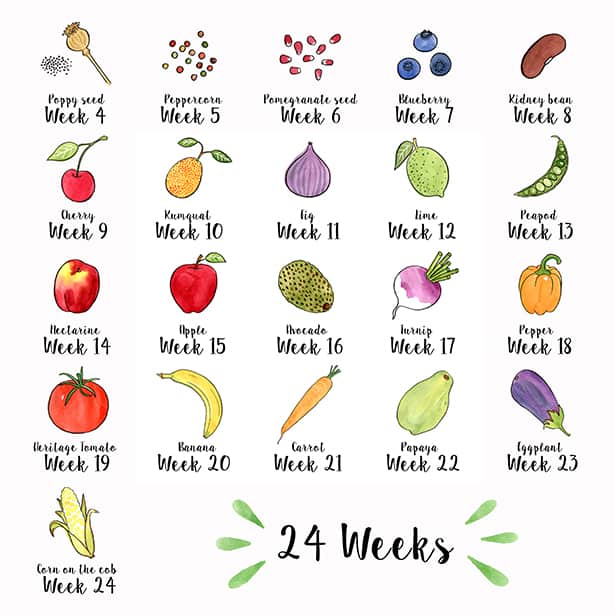 How Big Is My Baby Fruits And Vegetables Infographic