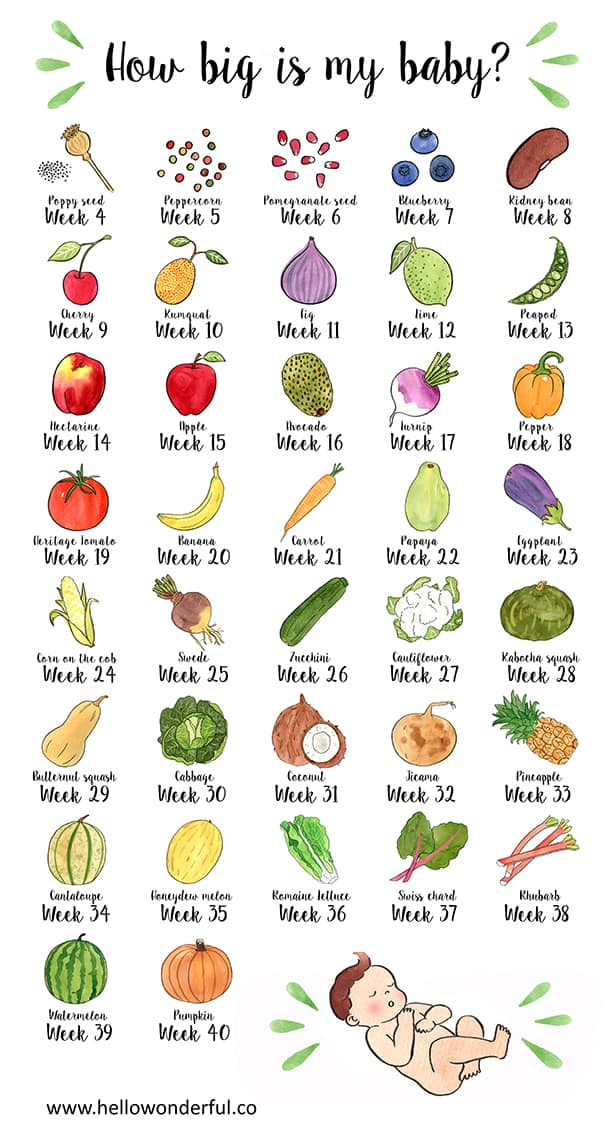 How Big Is My Baby Fruits And Vegetables Infographic