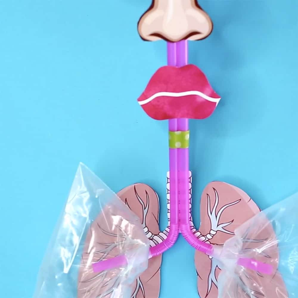 how to make a lung model for kids