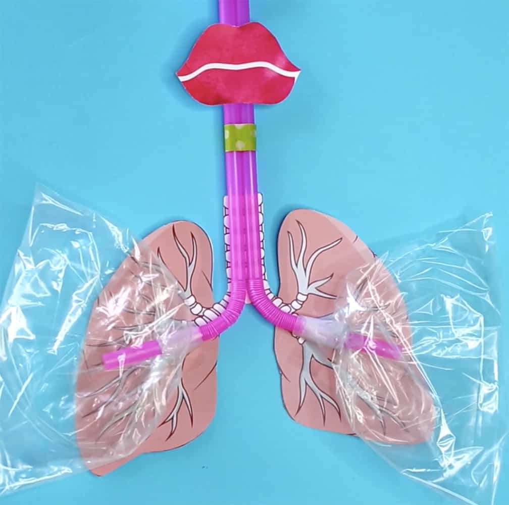 lung model presentation