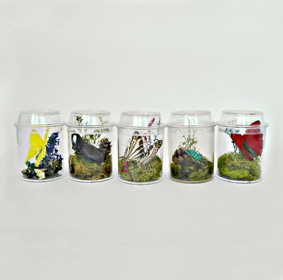 Supermarked Overflod Oprør BUTTERFLY AND INSECT TERRARIUM KITS