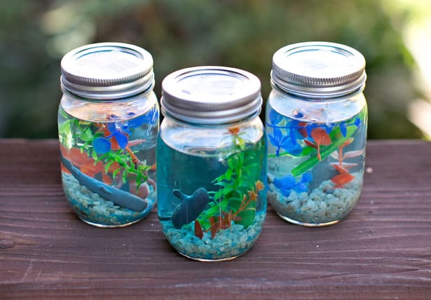 mason jar aquarium