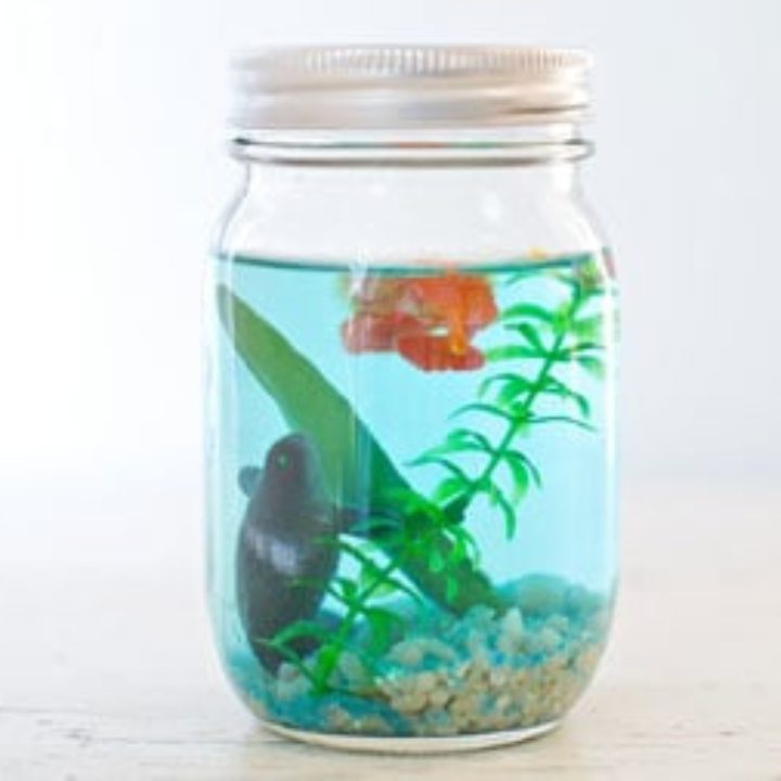 Jar aquarium best sale