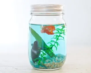 MAKE A MASON JAR AQUARIUM