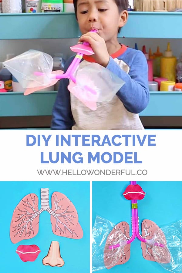 Make a DIY working lung model for learning with kids.