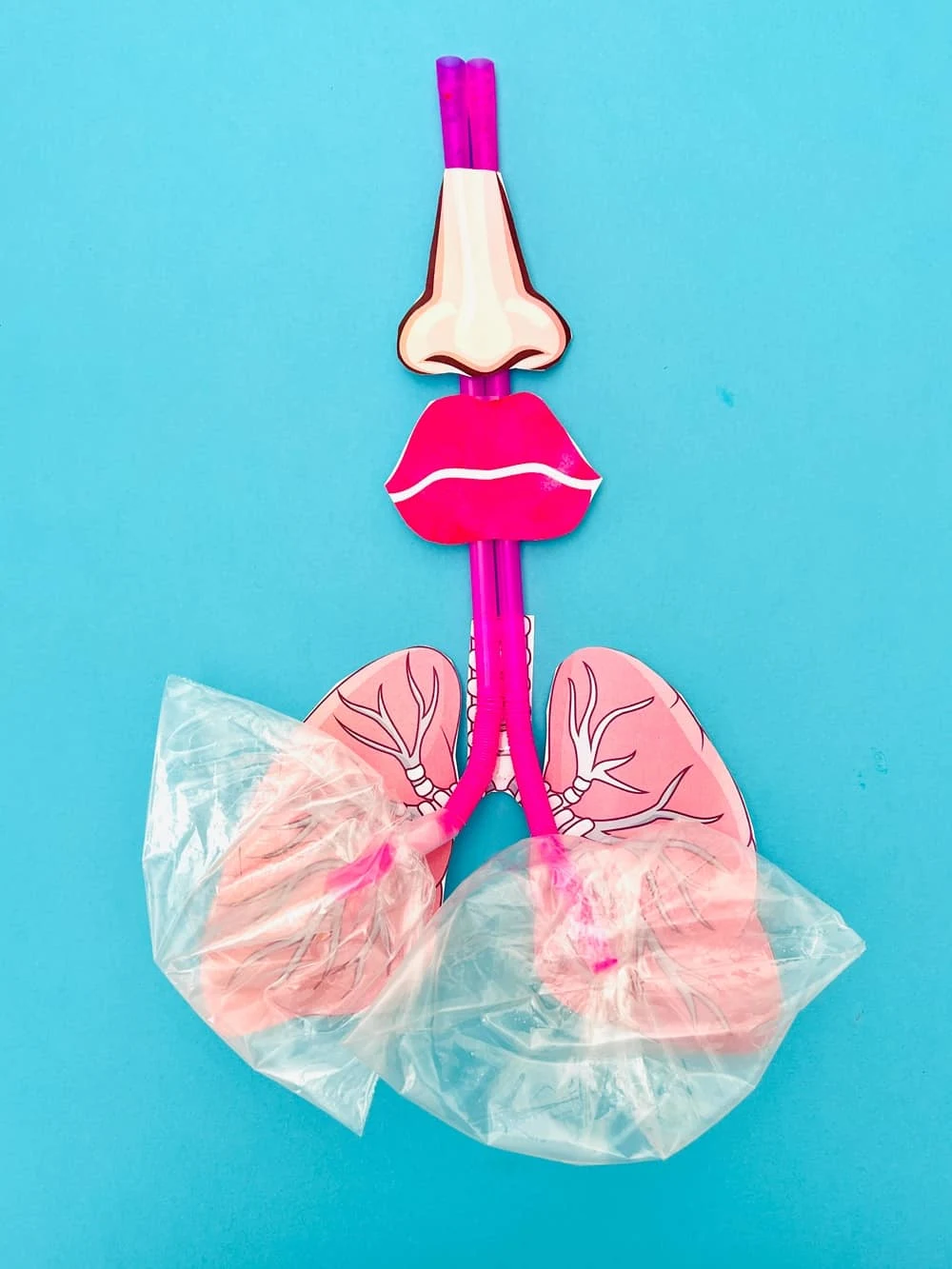 how to make a lung model for kids
