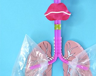 HOW TO MAKE A LUNG MODEL WITH KIDS