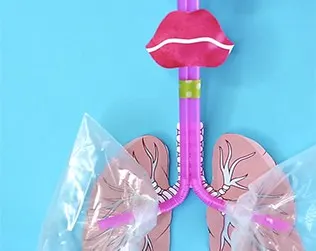 HOW TO MAKE A LUNG MODEL WITH KIDS
