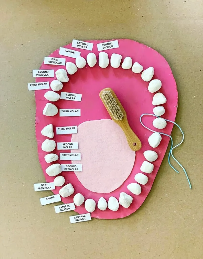 teeth mouth anatomy learning activity for kids made out of rocks and cardboard