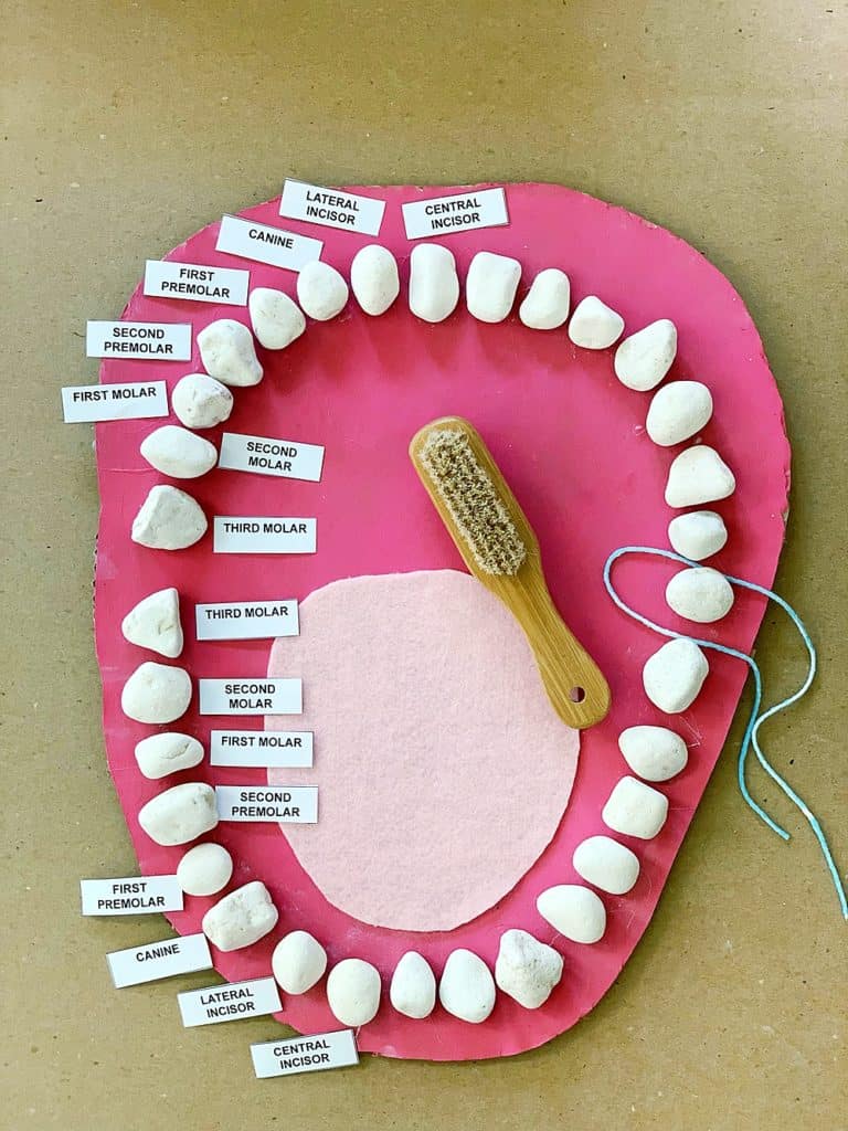 teeth mouth anatomy learning activity for kids made out of rocks and cardboard