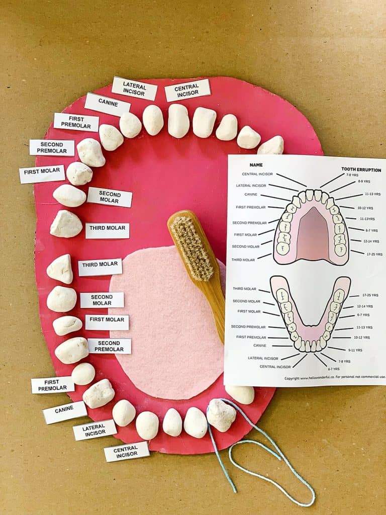 teeth mouth anatomy learning activity for kids made out of rocks and cardboard