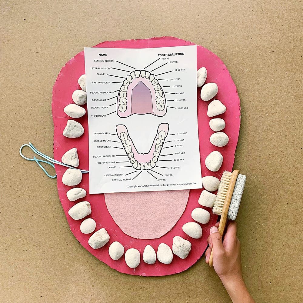 teeth mouth anatomy learning activity for kids made out of rocks and cardboard