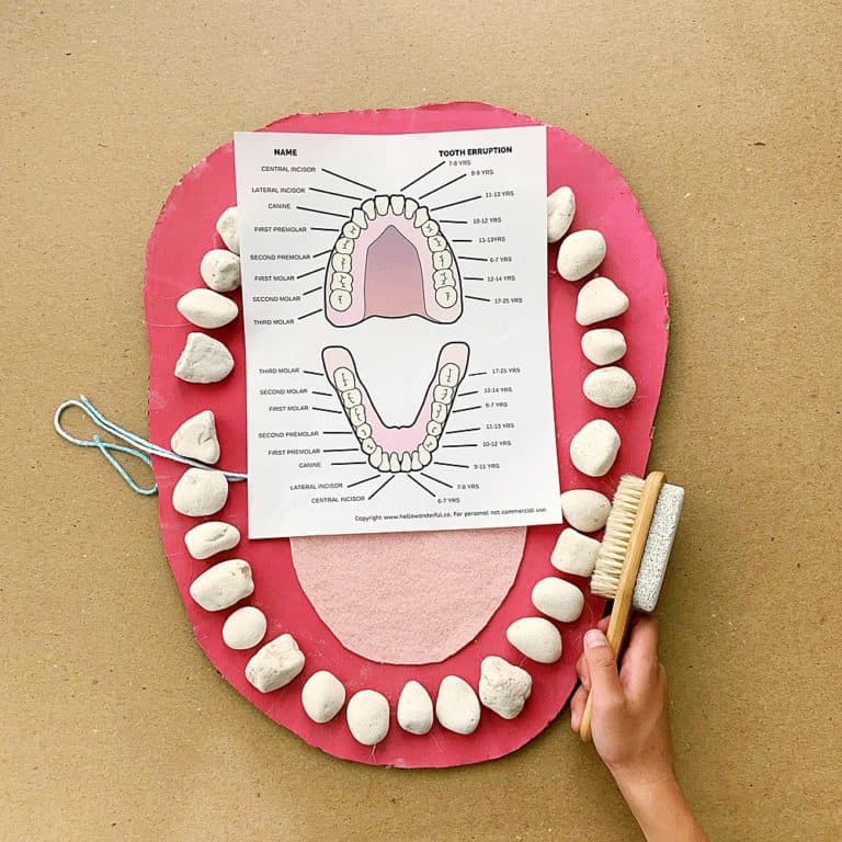TEETH MOUTH ANATOMY LEARNING ACTIVITY