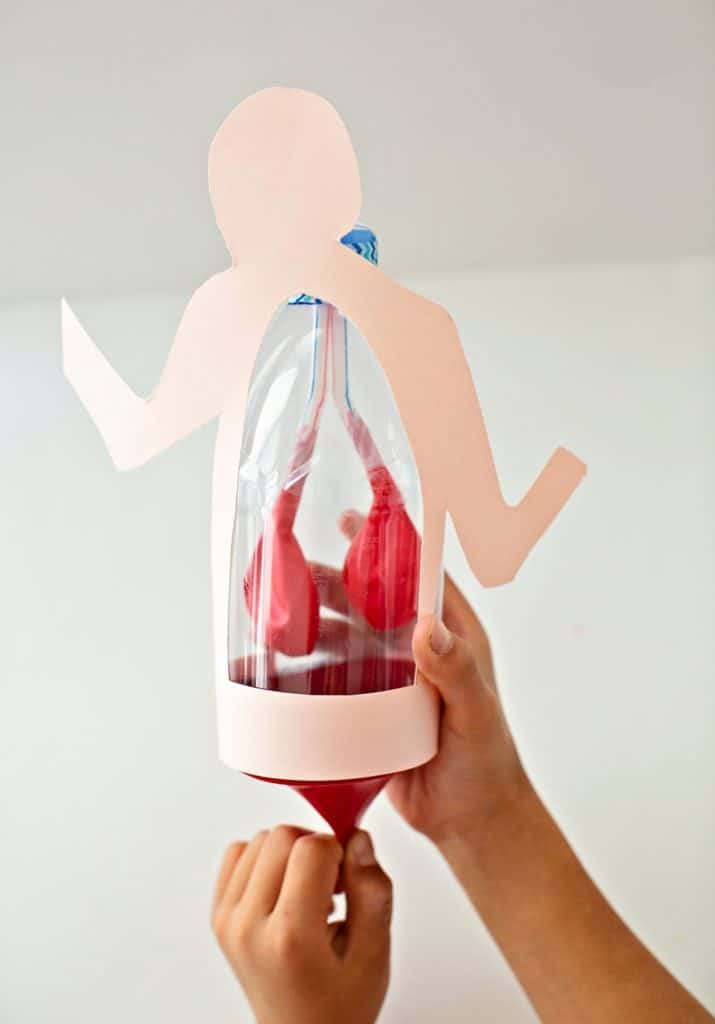 Lung Anatomy in a Bottle Activity