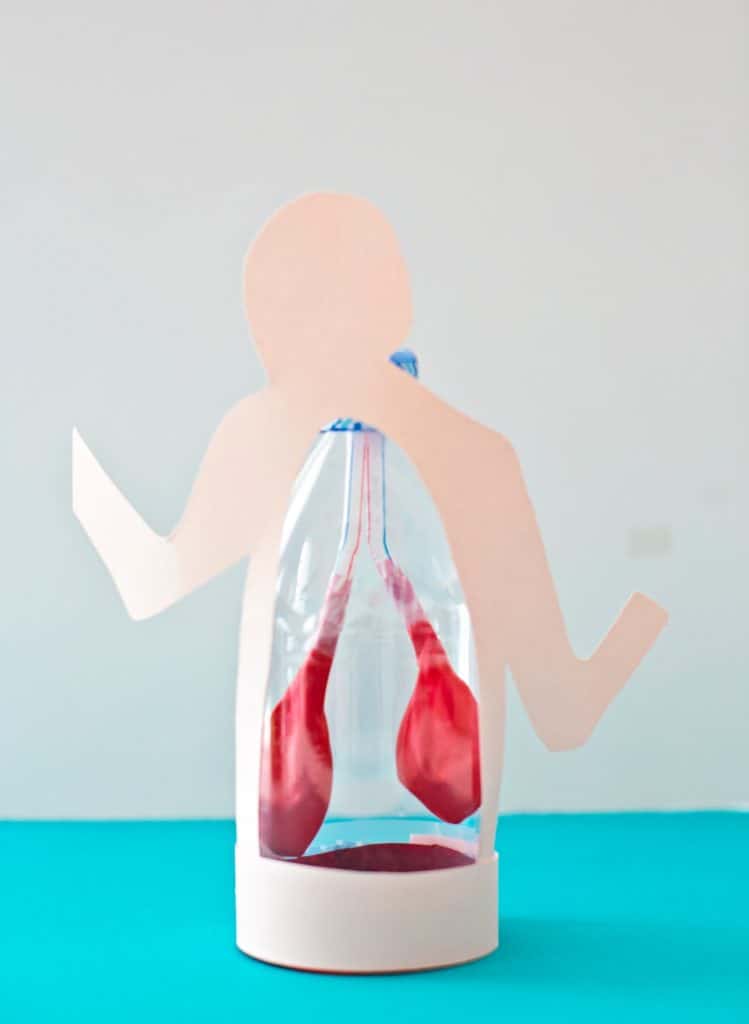 Lung Anatomy in a Bottle Activity for Kids