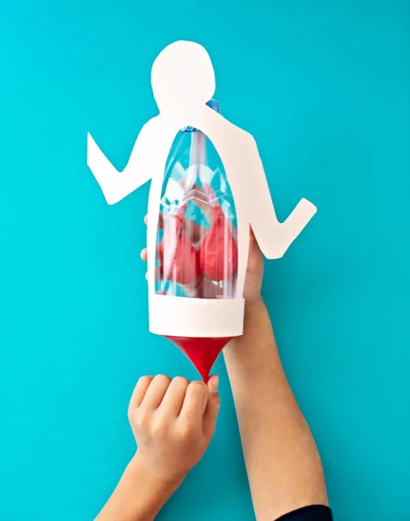 Lung Anatomy in a Bottle Activity for Kids Science