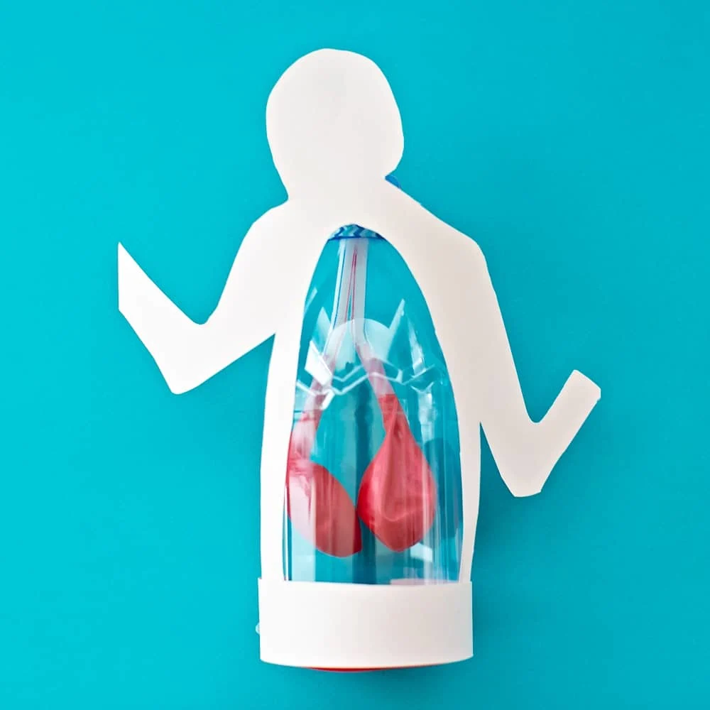 Lung Anatomy in a Bottle Activity for Kids To teach 
