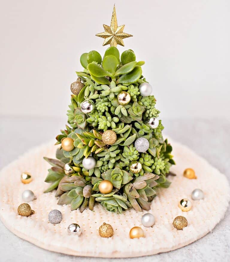 DIY Succulent Christmas Tree Easy succlent tree you can make!