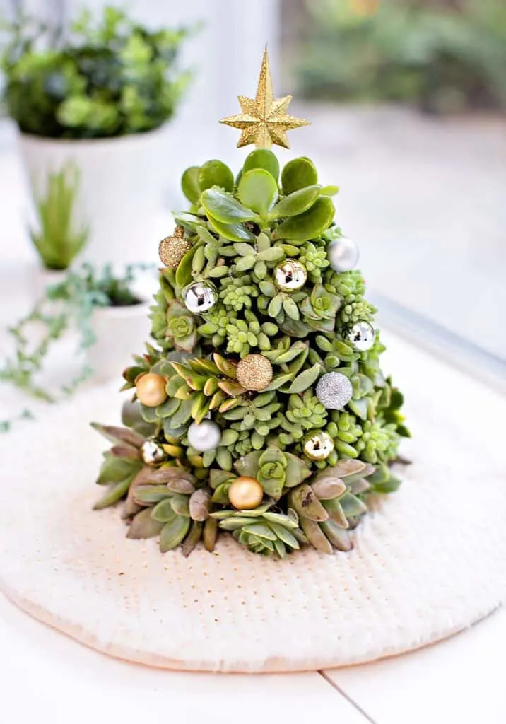 DIY succulent Christmas Tree