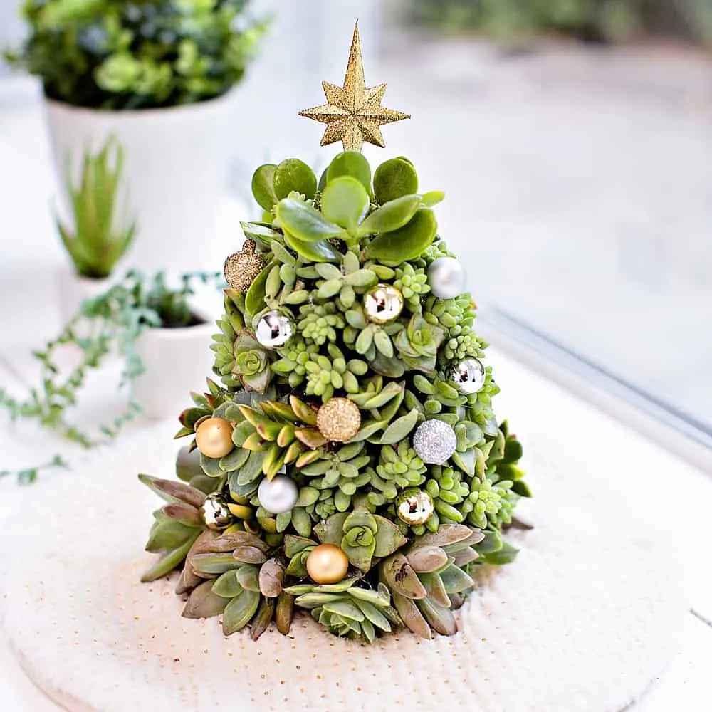 DIY succulent Christmas Tree