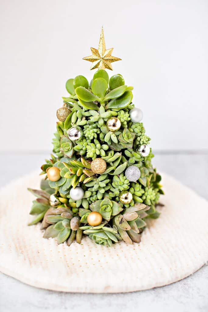 DIY Succulent Christmas Tree