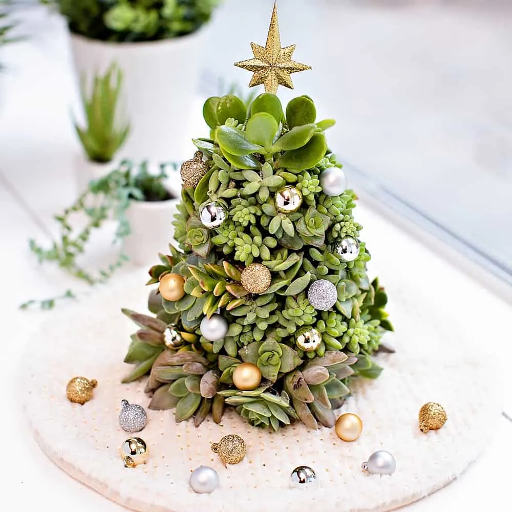 DIY Succulent Christmas Tree