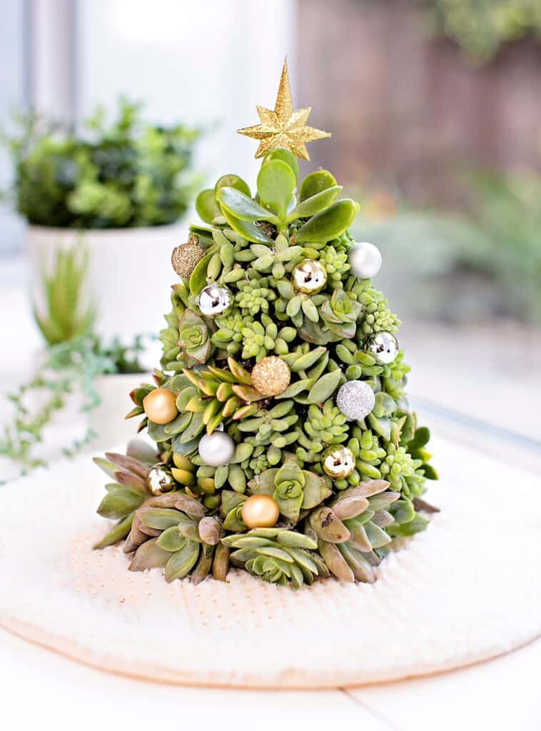 DIY succulent Christmas Tree