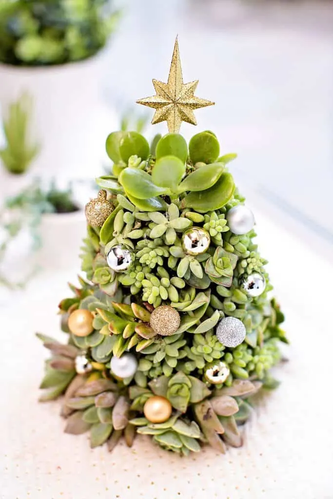 DIY succulent Christmas Tree