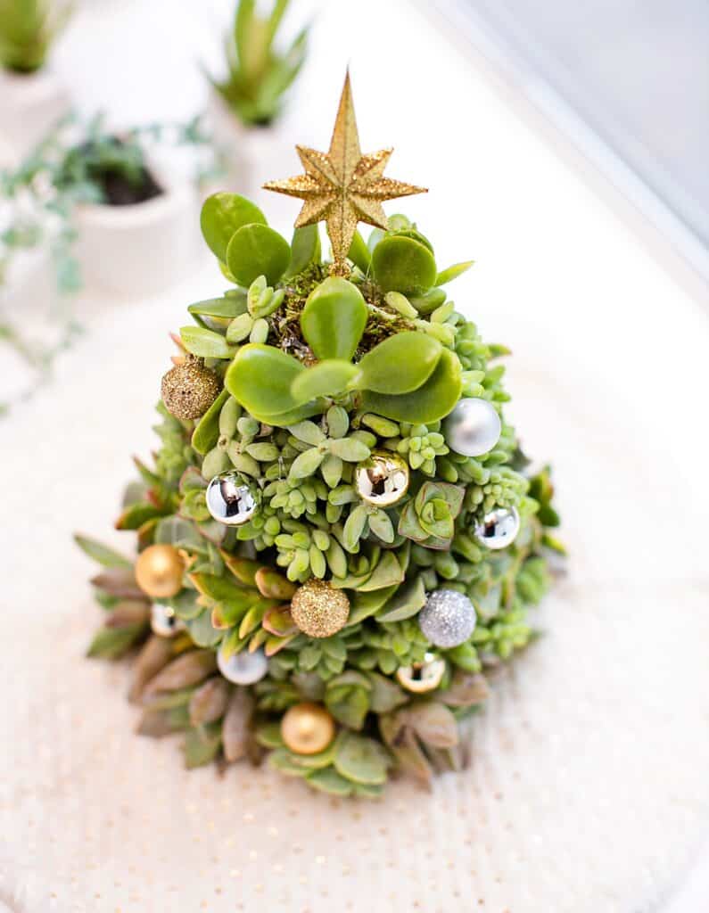 DIY succulent Christmas Tree